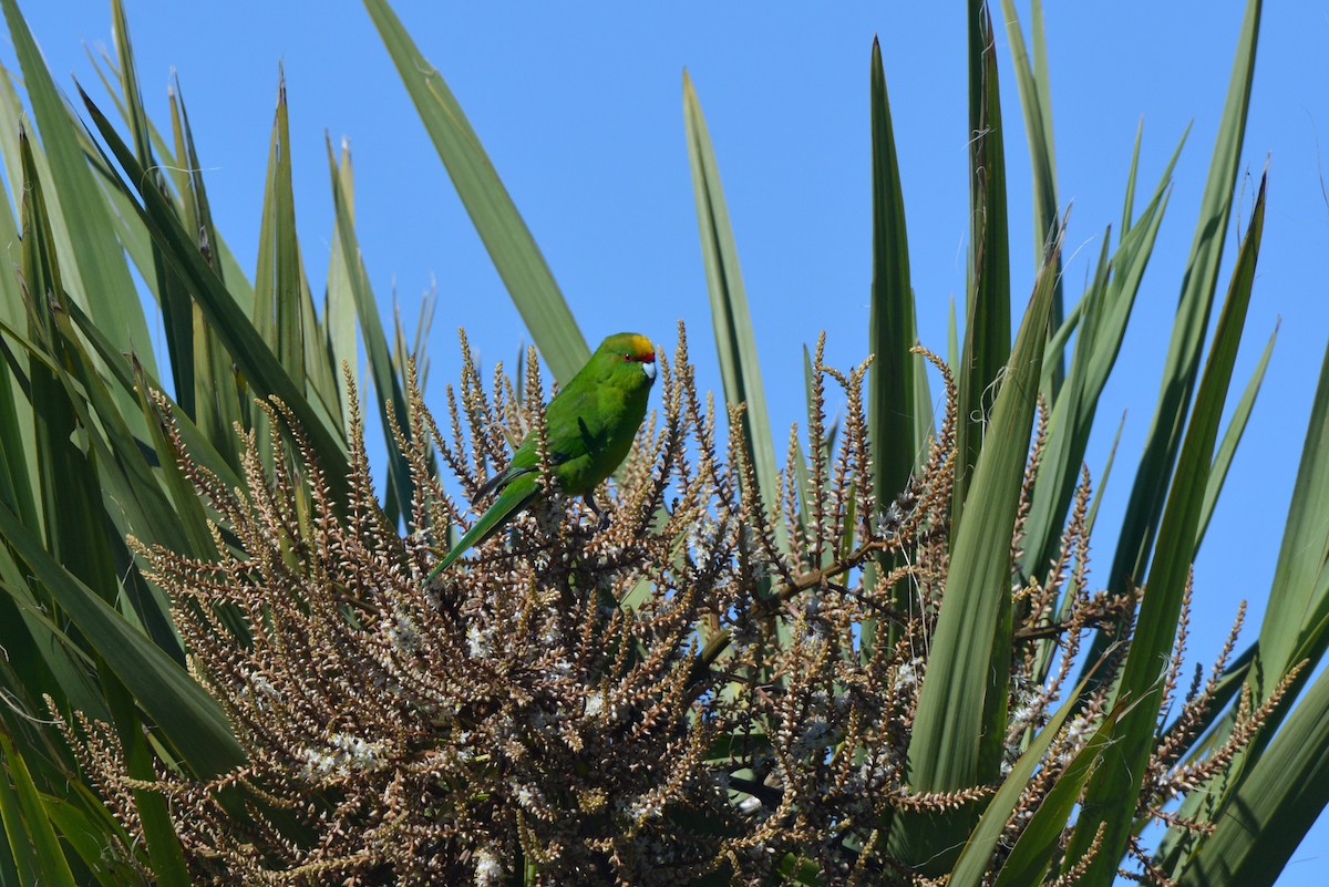 Yellow-crowned Parakeet - ML38111661