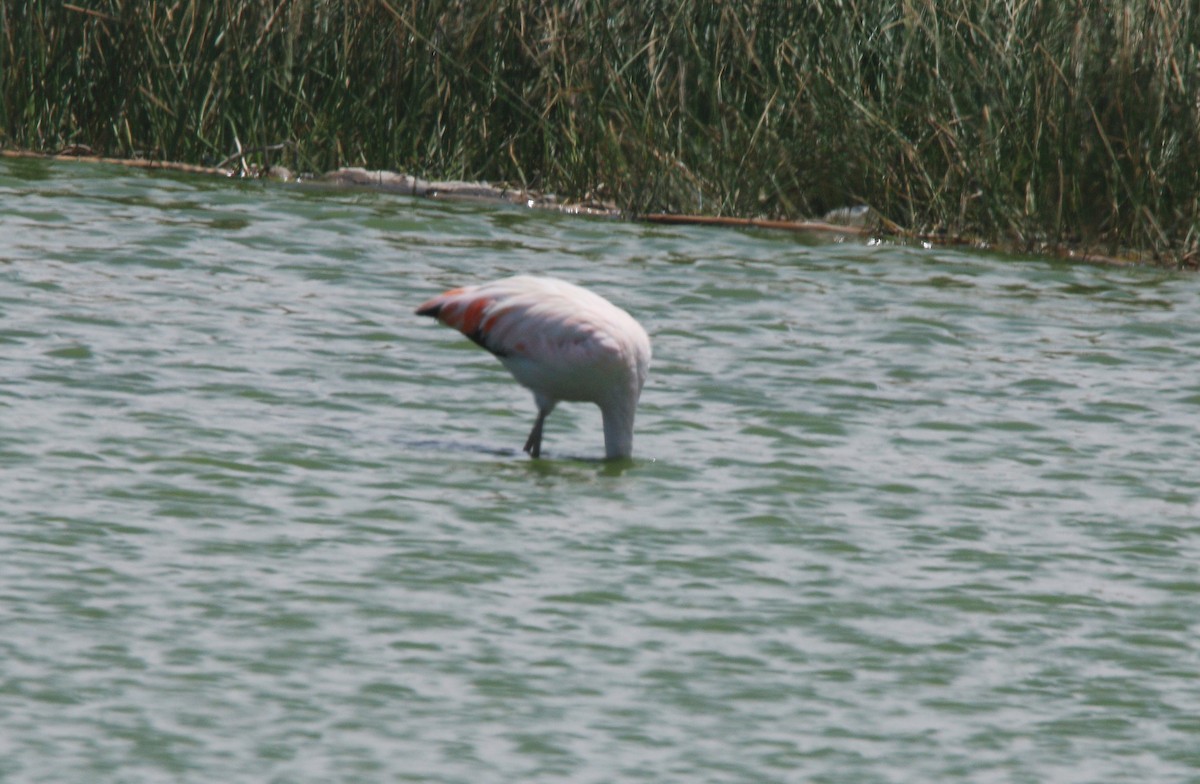 Chilean Flamingo - ML381116651