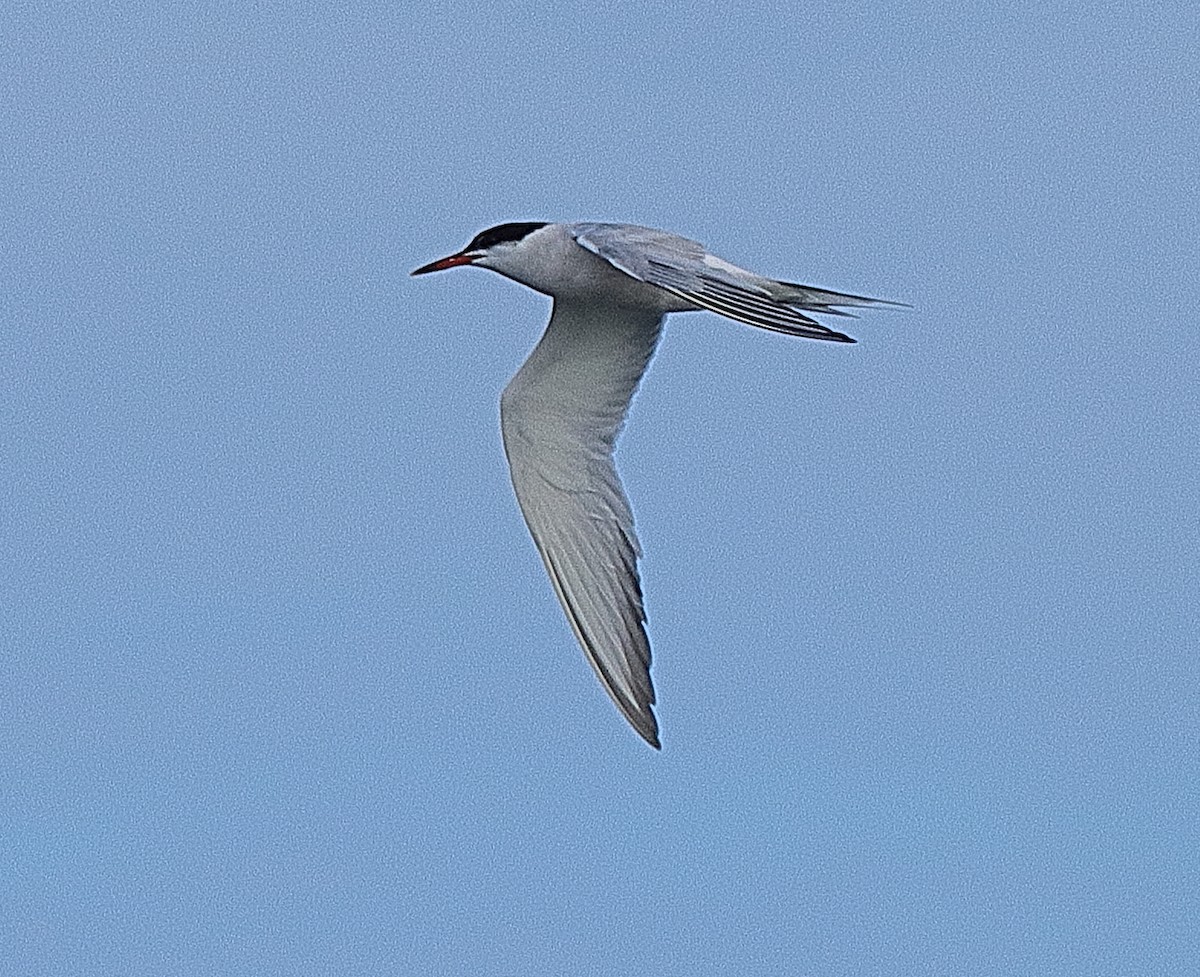 Common Tern - ML381119901