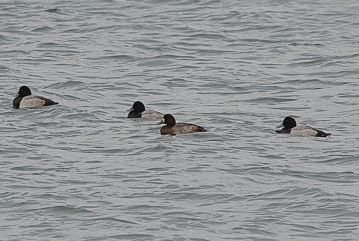 Greater Scaup - ML381120051