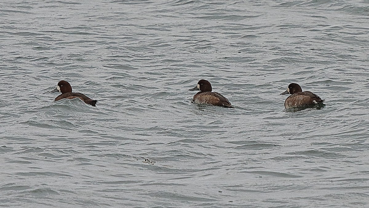 Greater Scaup - Brian Cox