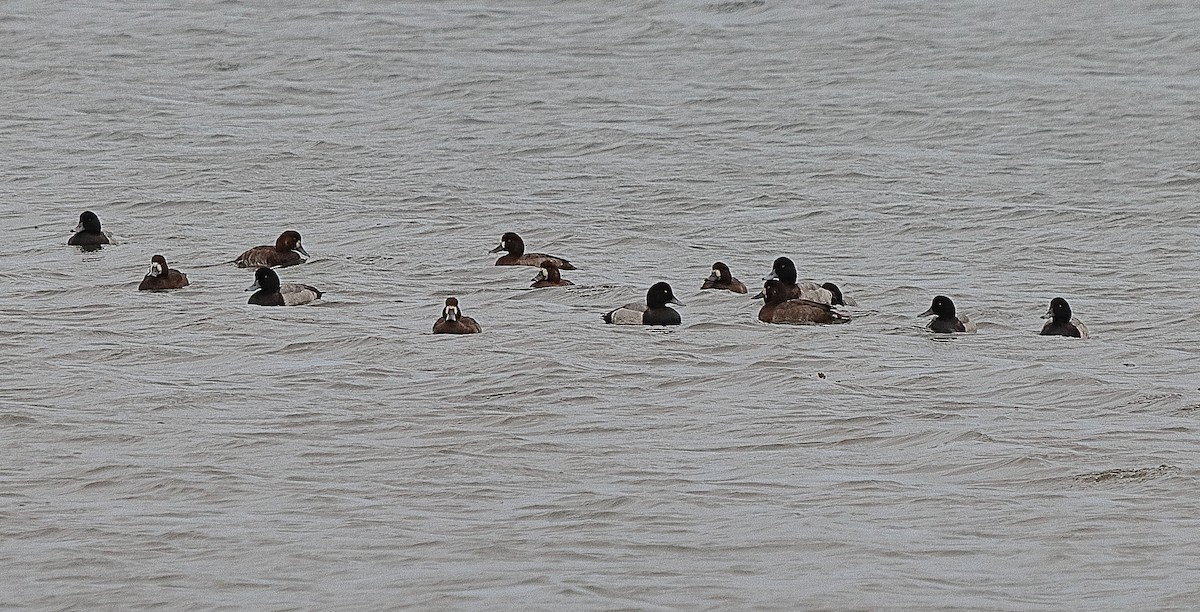 Greater Scaup - ML381120071