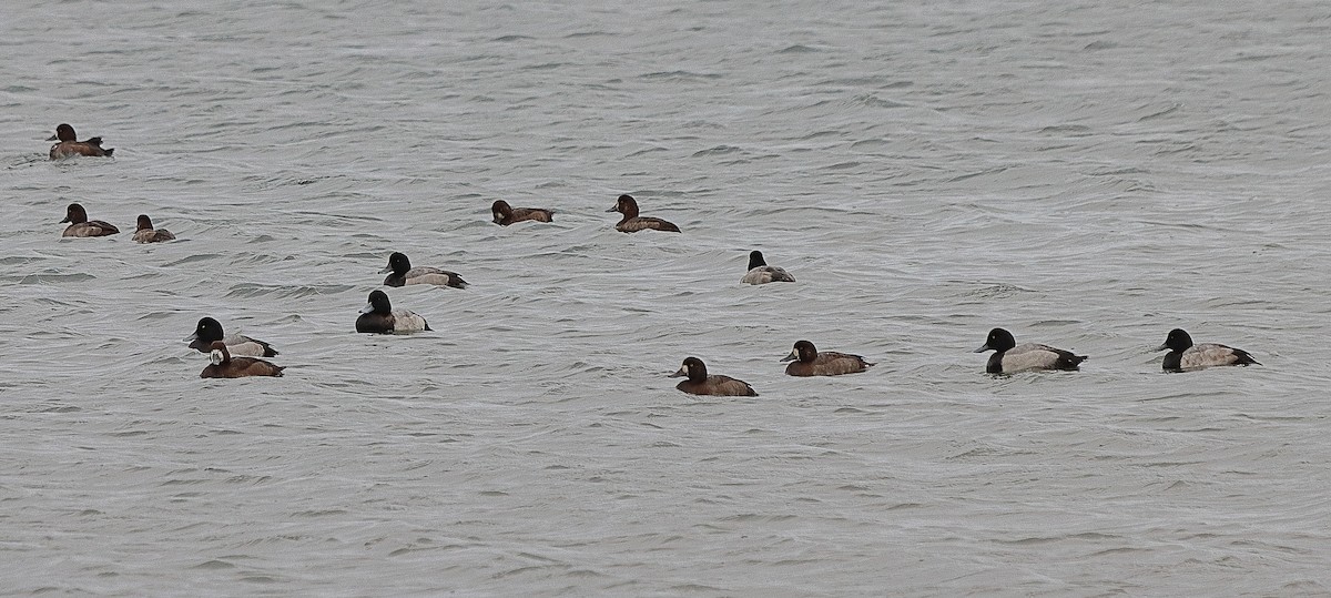 Greater Scaup - ML381120081