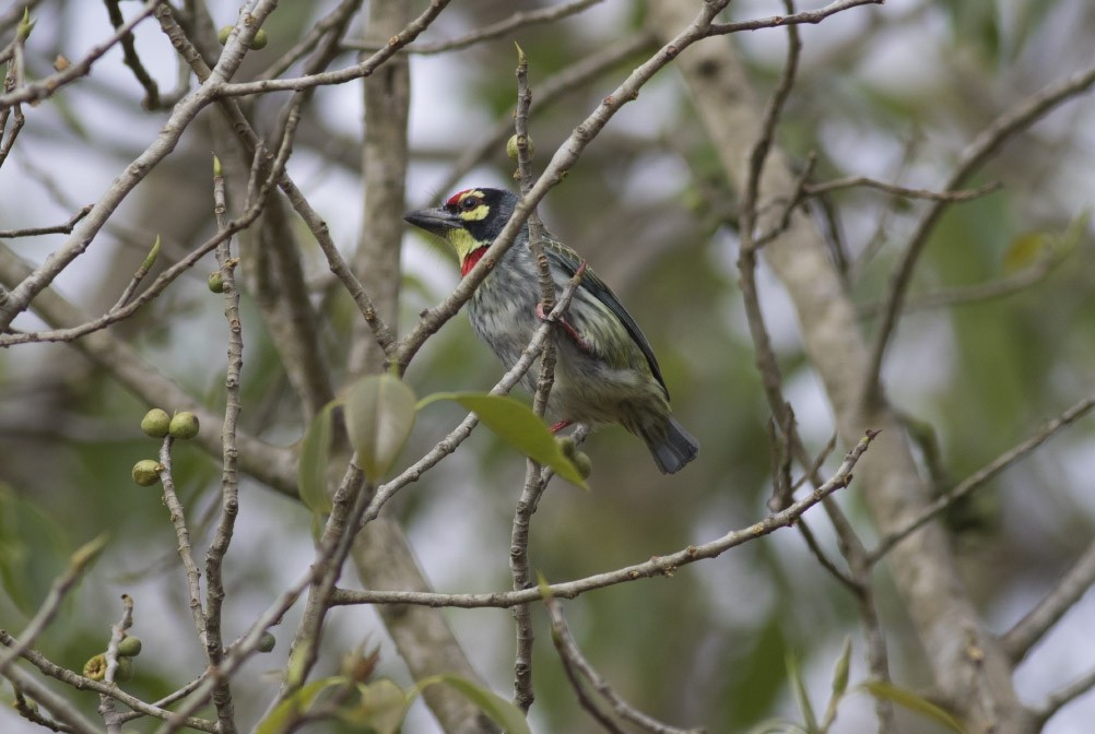 Coppersmith Barbet - Michael Todd