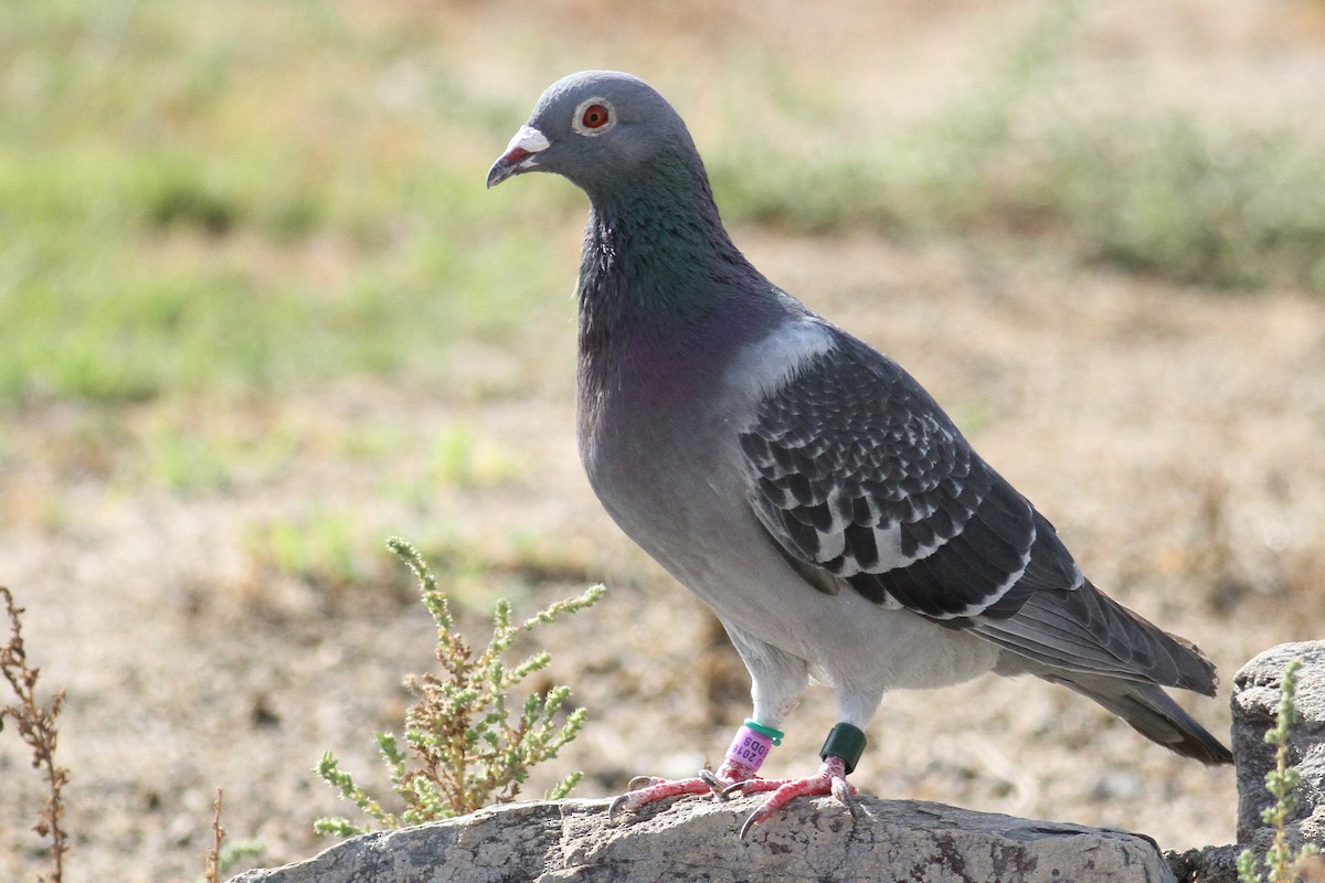 Rock Pigeon (Feral Pigeon) - 🦉Richard Aracil🦅