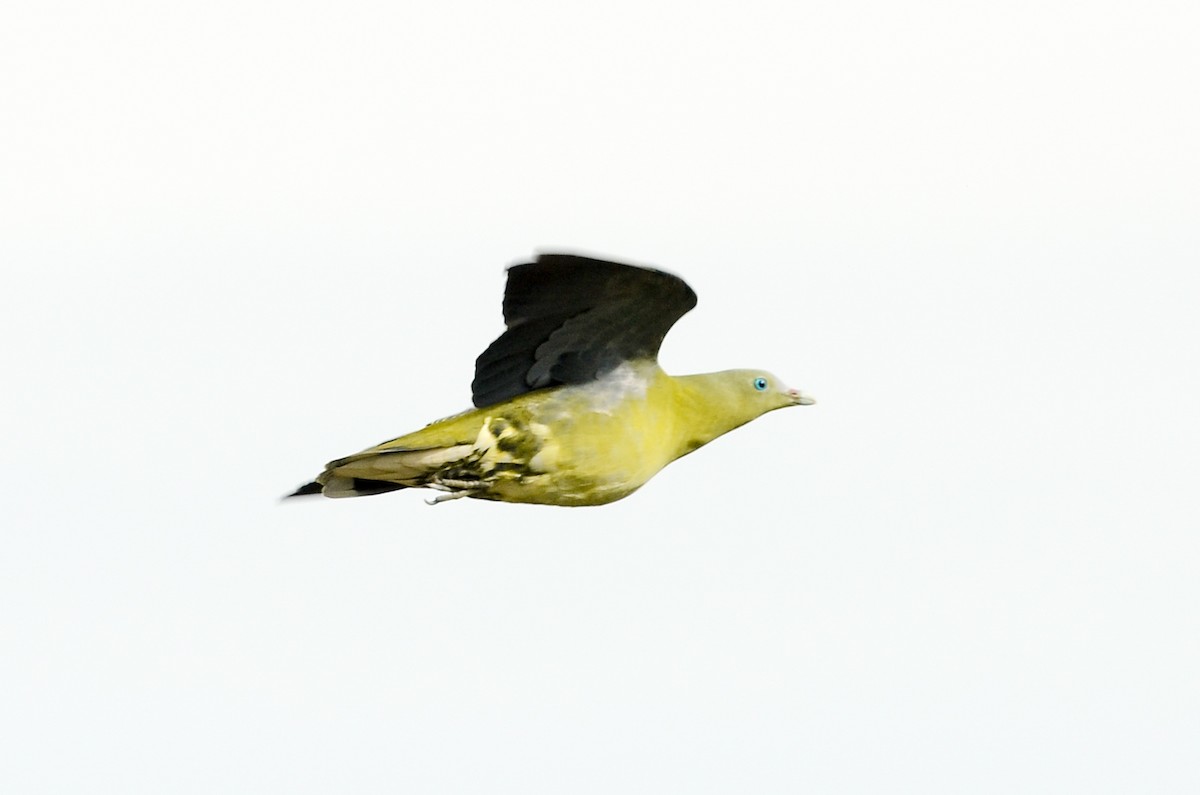 Philippine Green-Pigeon - Nikolaj Mølgaard Thomsen