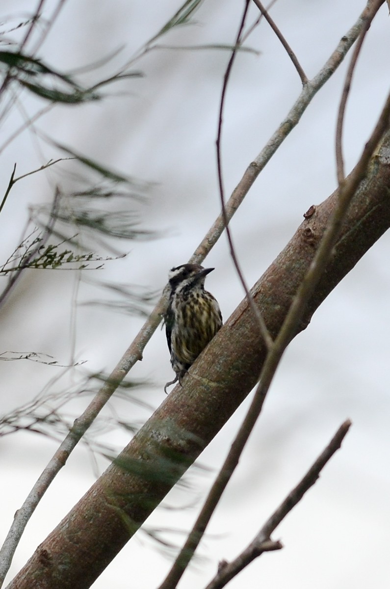 Philippine Pygmy Woodpecker - ML38112931