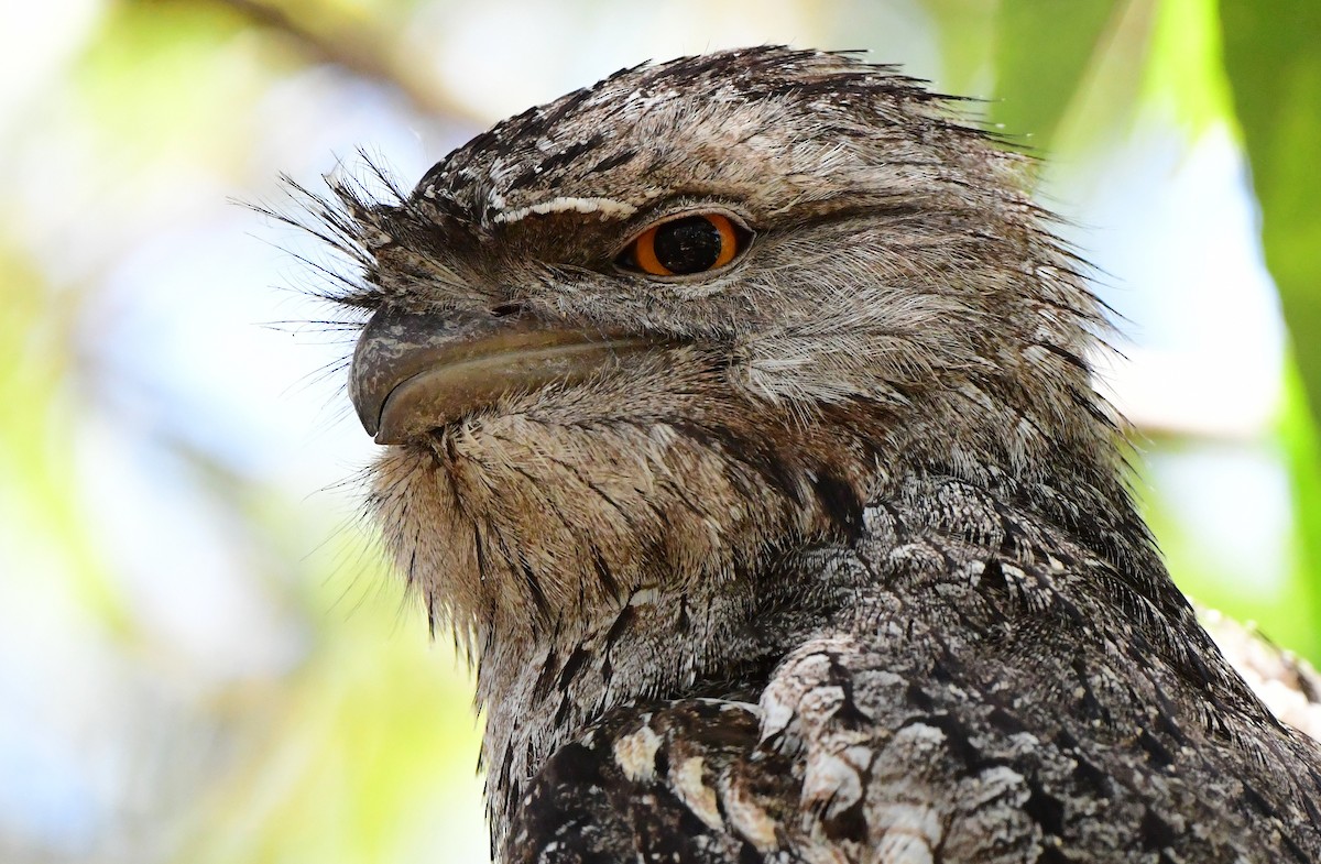Tawny Frogmouth - Andy Gee