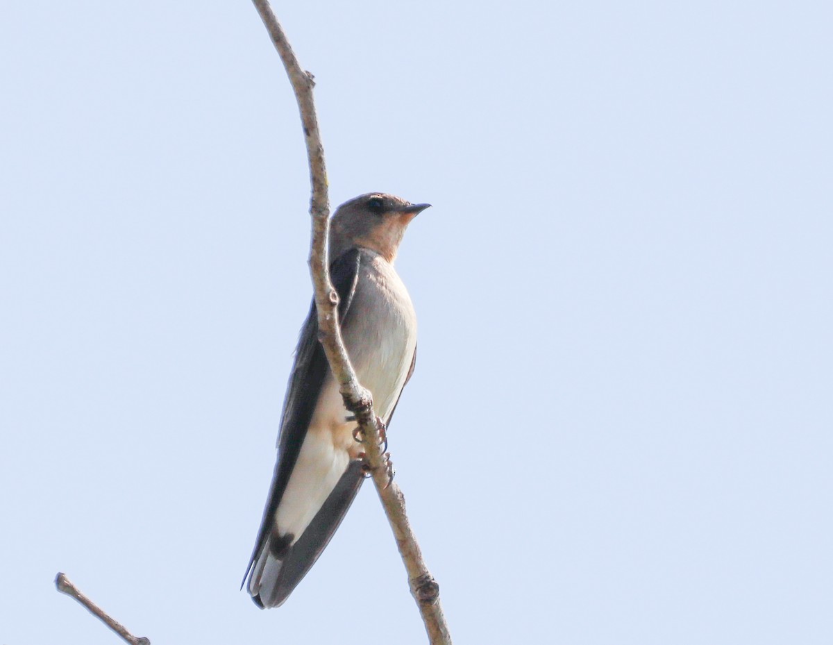 Southern Rough-winged Swallow - ML381132271