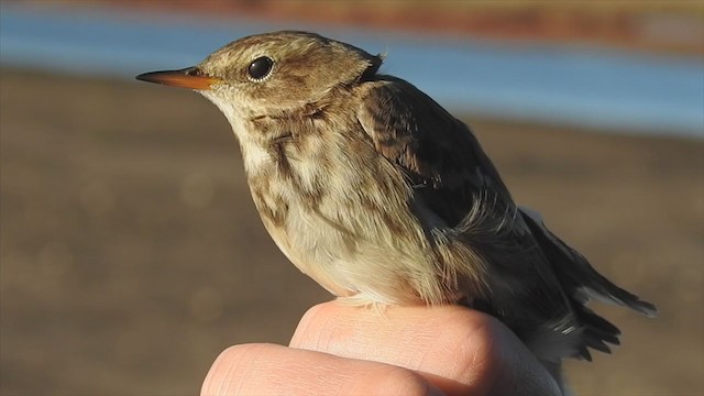 Water Pipit - ML381132711