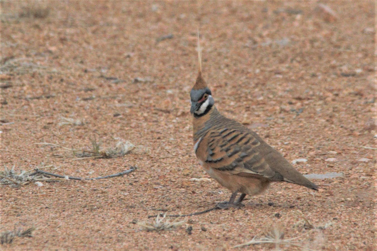 Spinifex Pigeon - ML381133611