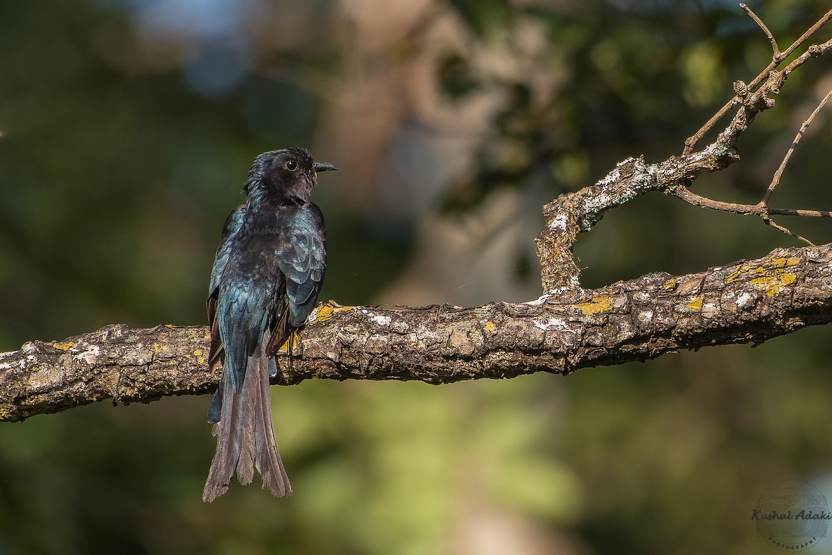 Fork-tailed Drongo-Cuckoo - Hemanth Byatroy