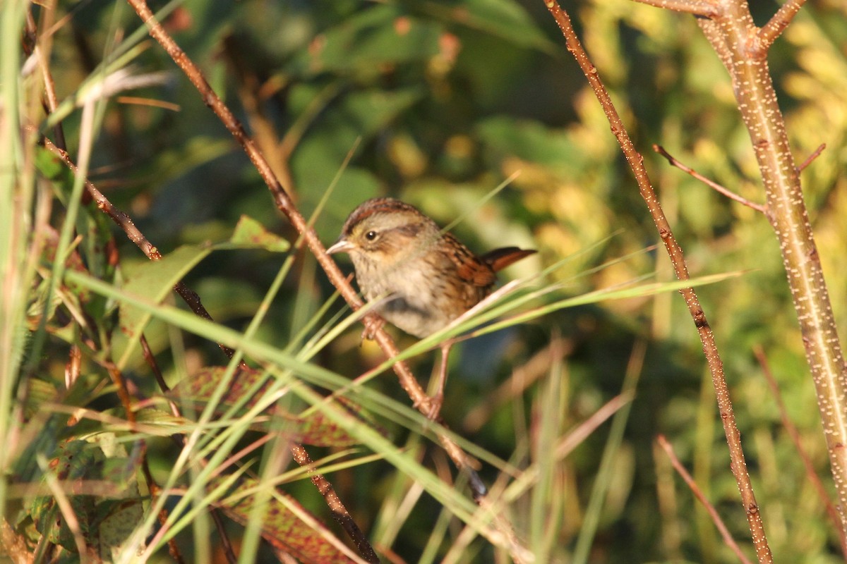 Swamp Sparrow - ML381134911