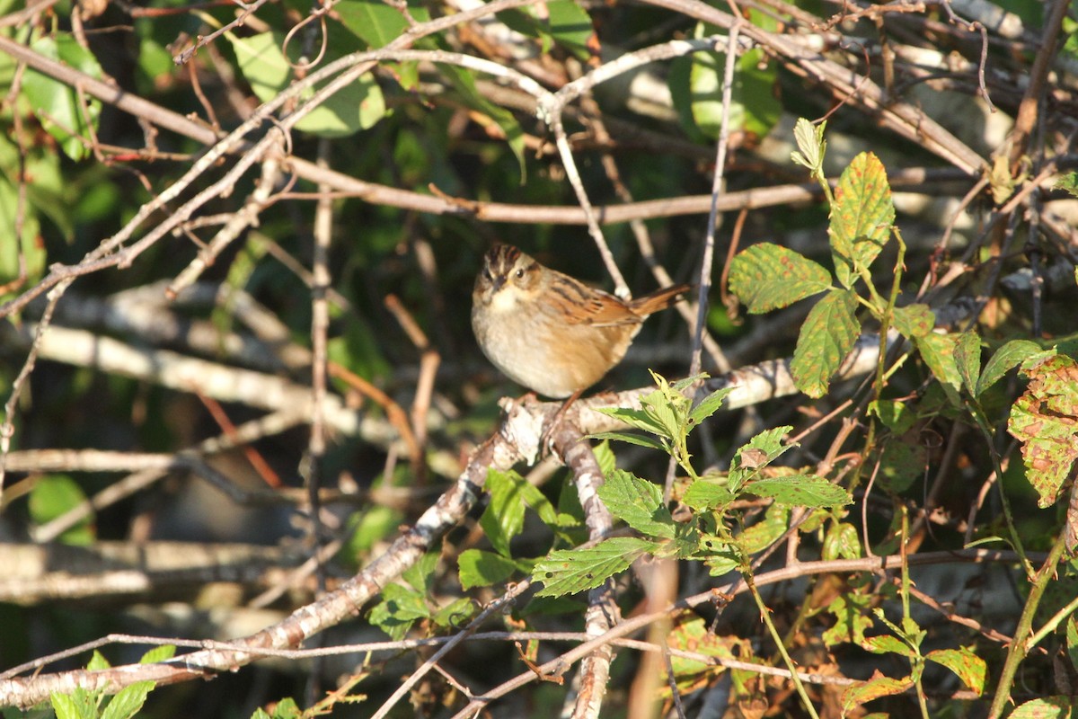 Swamp Sparrow - ML381134931