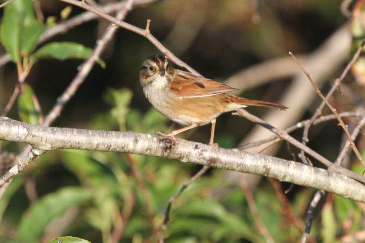 Swamp Sparrow - ML381134961