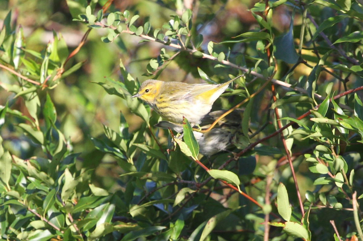 Cape May Warbler - ML381135161