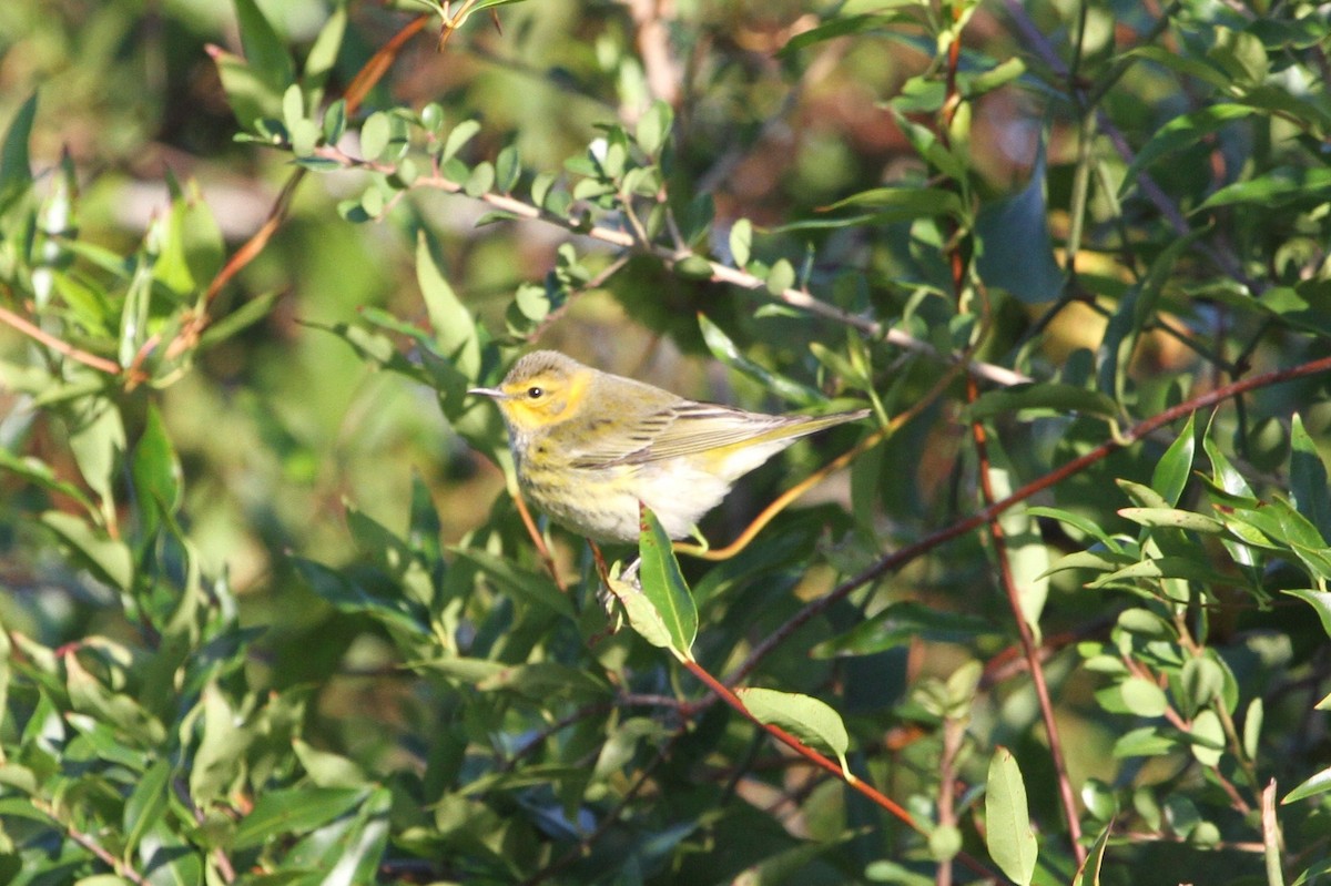 Cape May Warbler - ML381135211