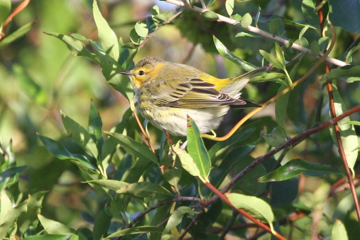 Cape May Warbler - ML381135221