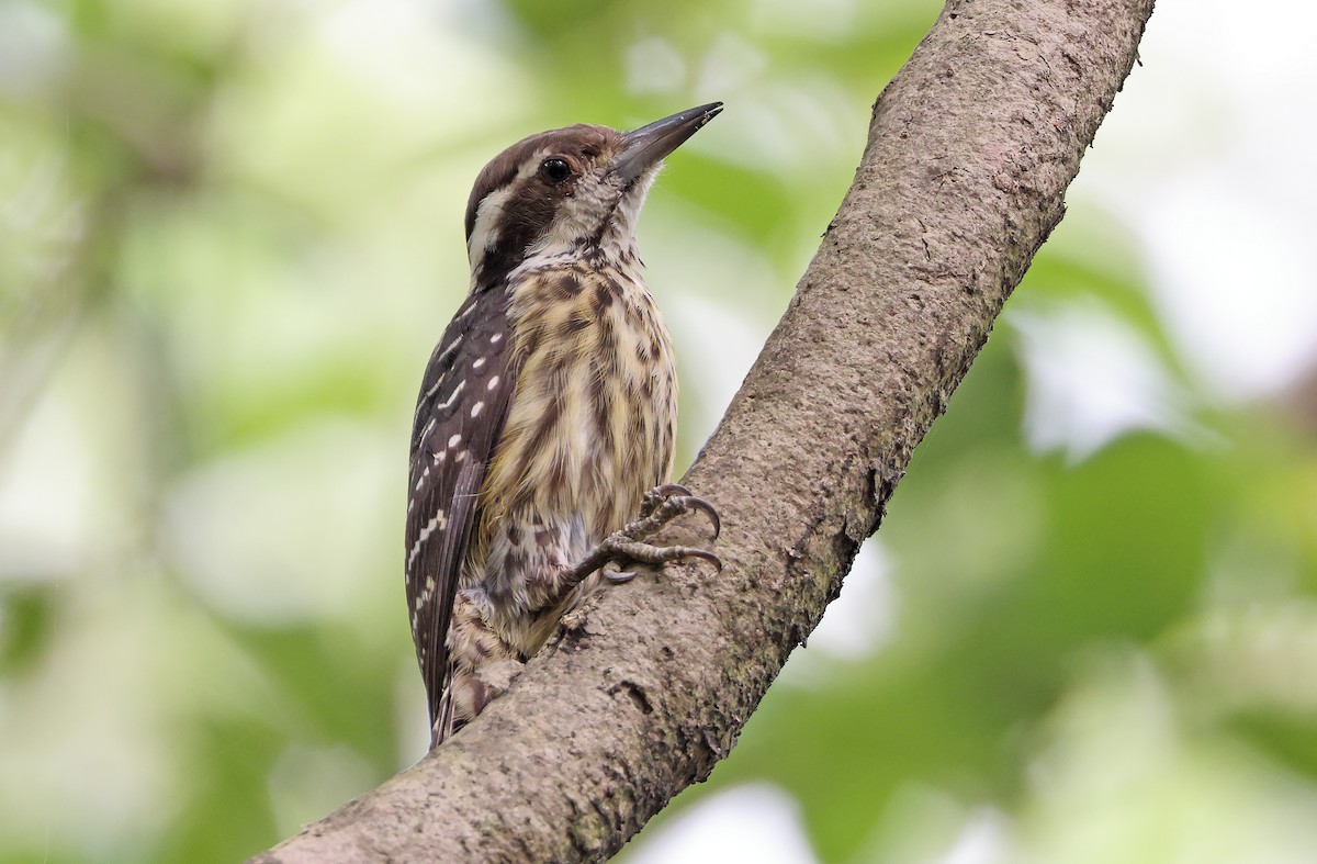Philippine Pygmy Woodpecker - ML381137111