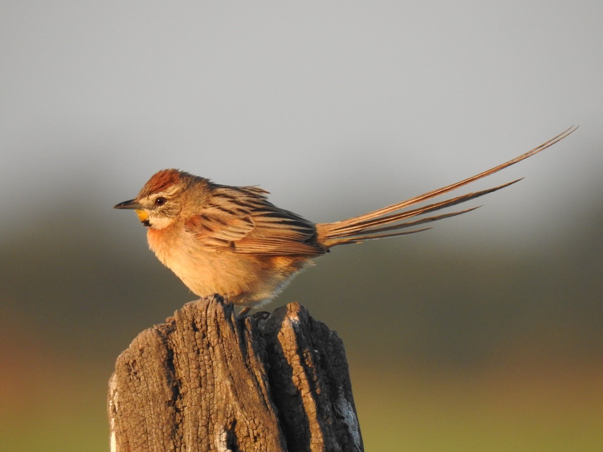 Chotoy Spinetail - ML381137321