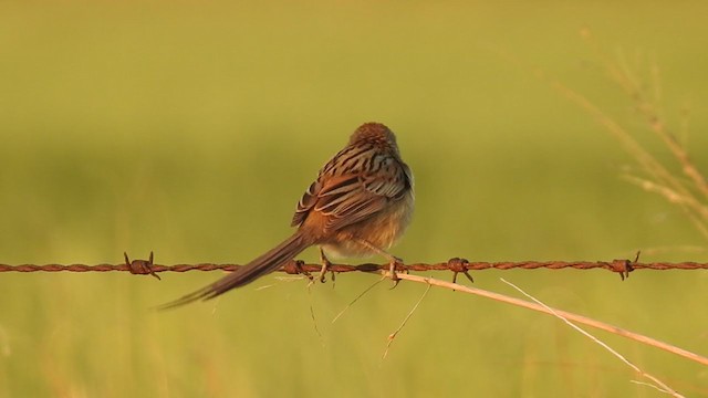 Chotoy Spinetail - ML381137621