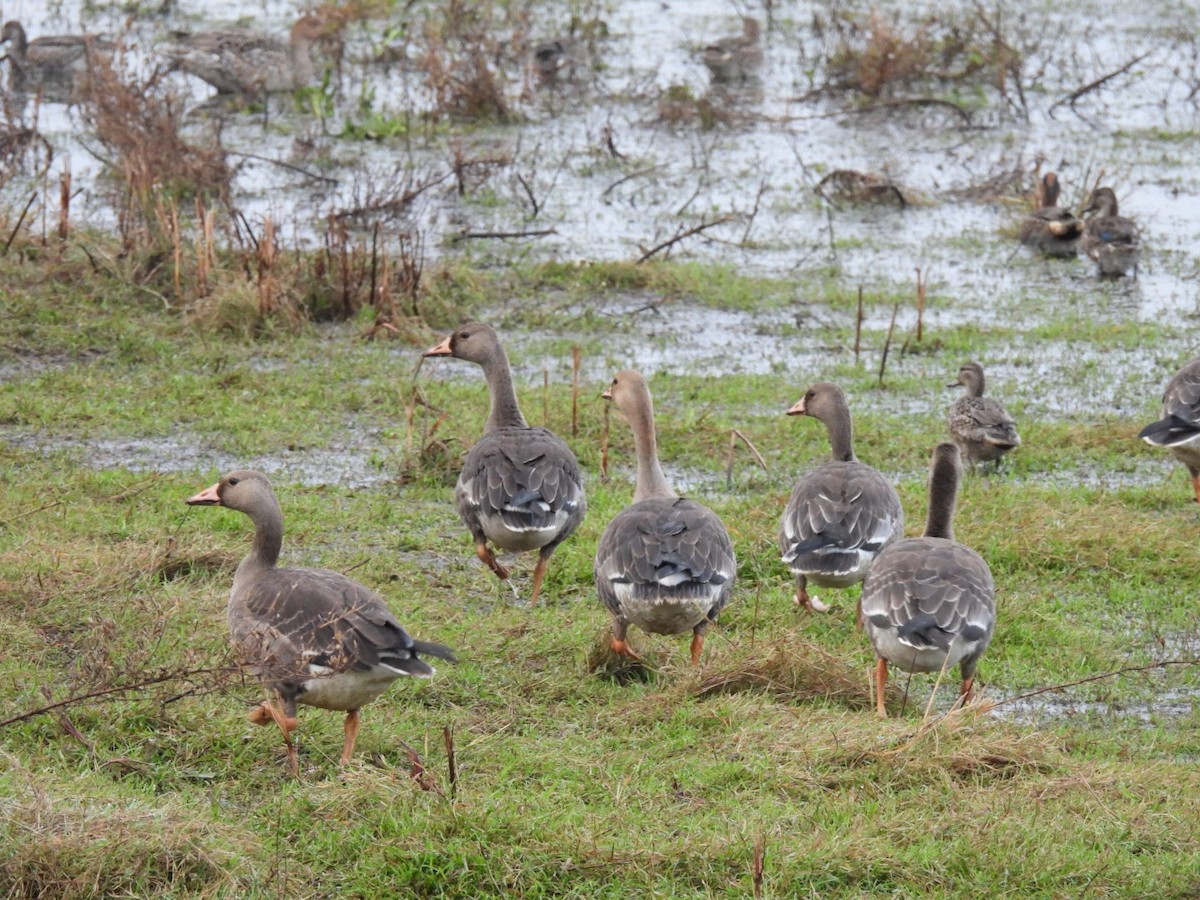 Greater White-fronted Goose - ML381145201