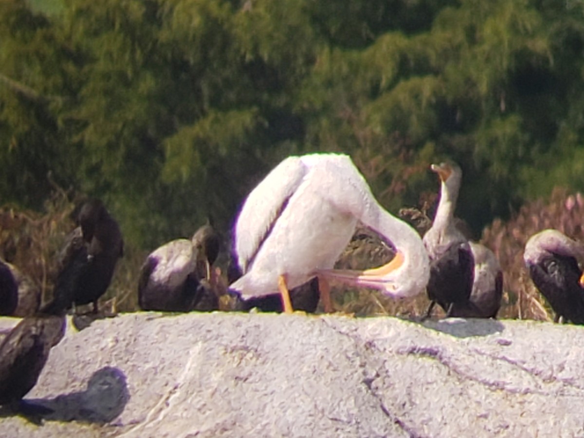 pelikán severoamerický - ML381145281