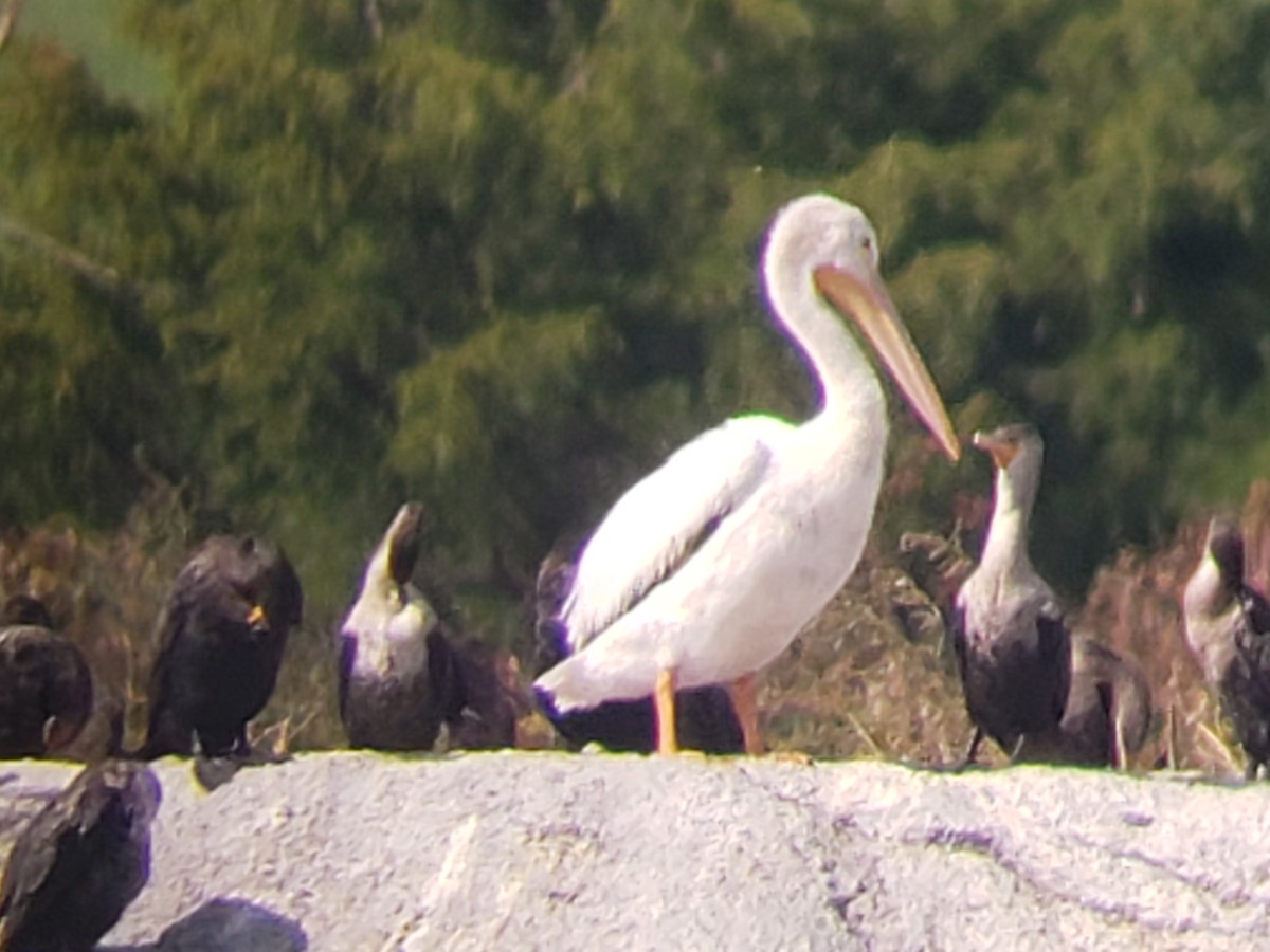 pelikán severoamerický - ML381145311