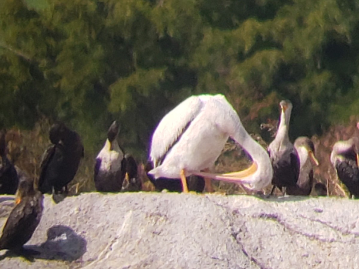 pelikán severoamerický - ML381145321