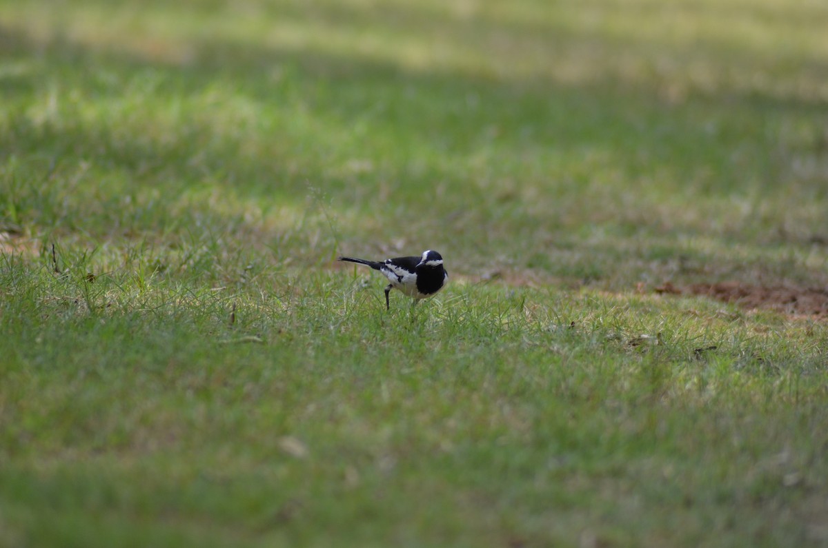 White-browed Wagtail - ML38114541