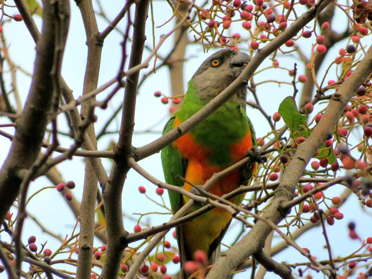 Senegal Parrot - KEMAL  ERGÜN