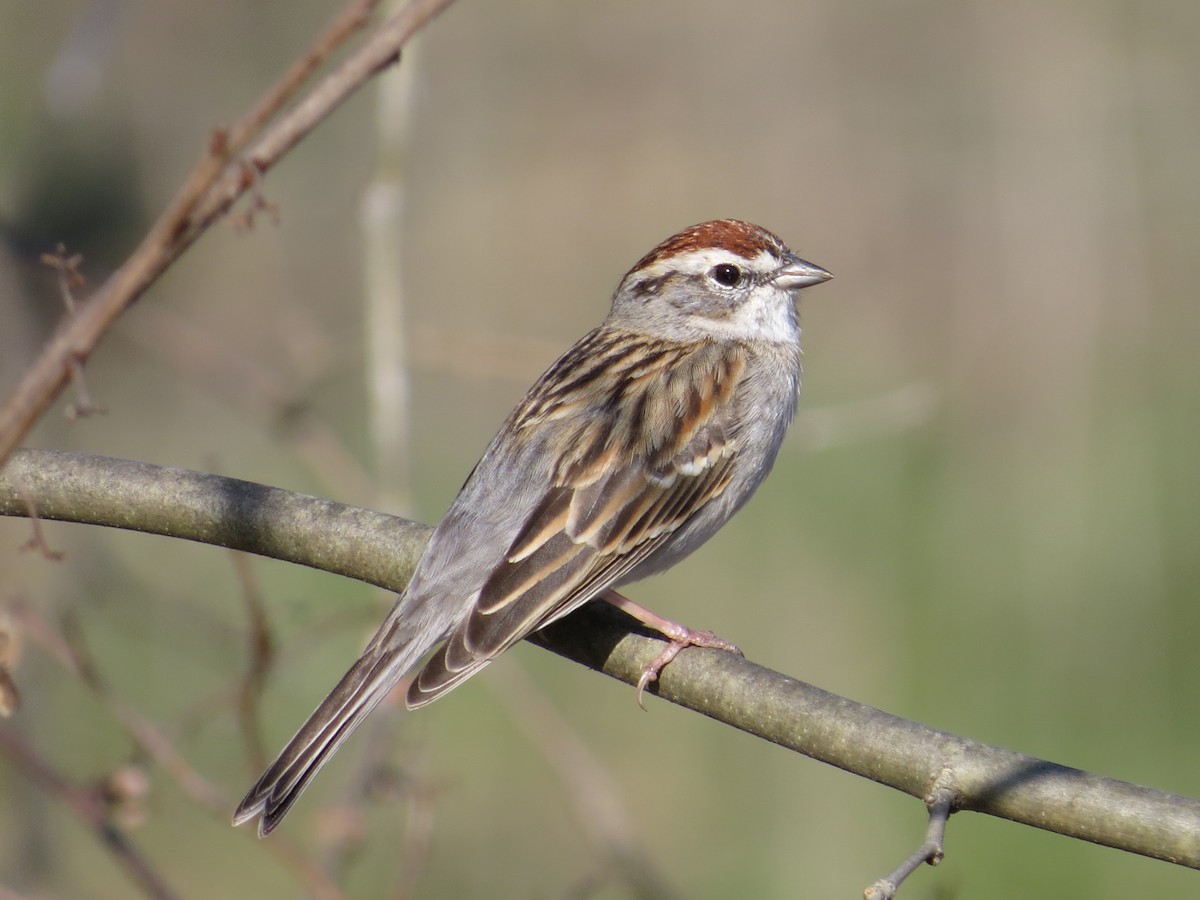 Chipping Sparrow - Tim Carney