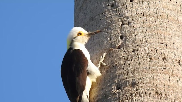 White Woodpecker - ML381149681