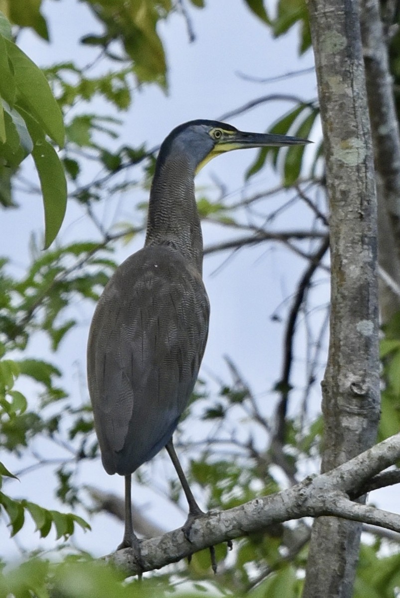 Bare-throated Tiger-Heron - Fred Muller