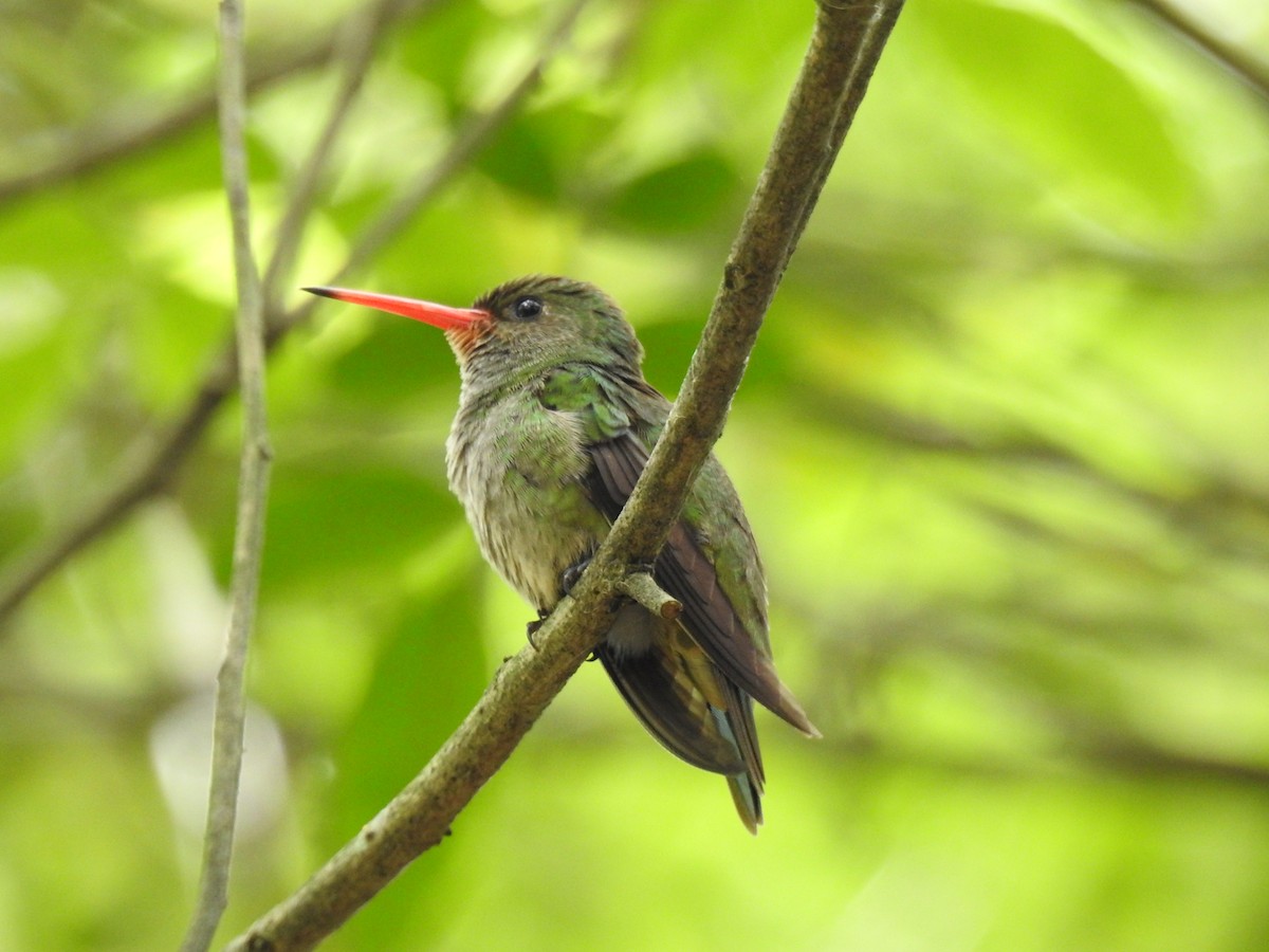 Gilded Hummingbird - Ana Paula Alminhana Maciel