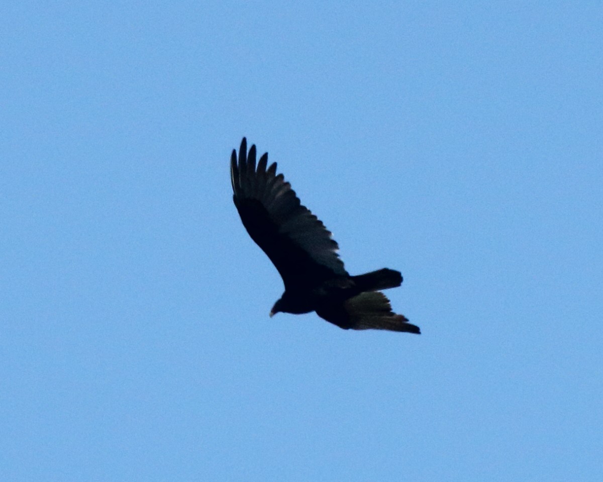 Turkey Vulture - ML381157491