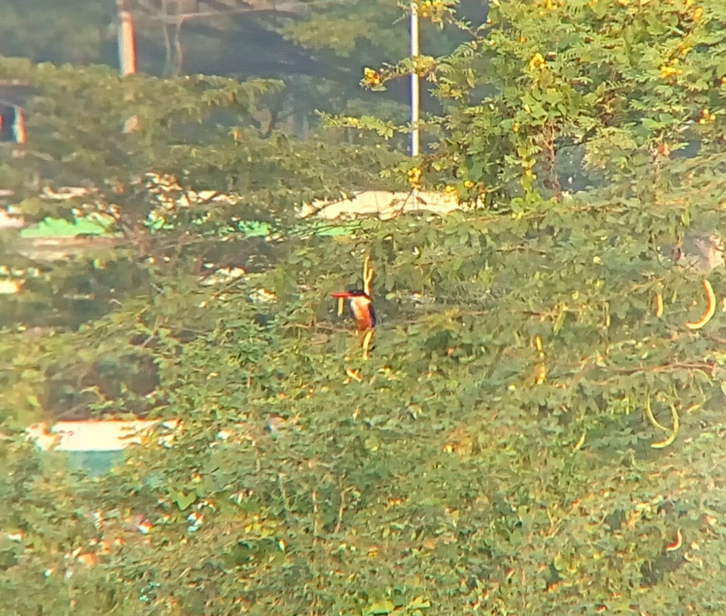 Black-capped Kingfisher - Ganeshwar S V
