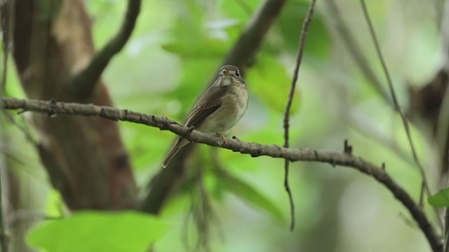 Brown-breasted Flycatcher - ML381159441