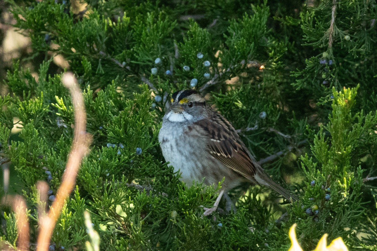 White-throated Sparrow - ML381160231