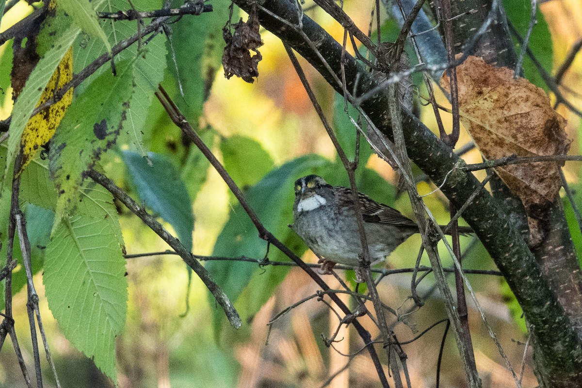 White-throated Sparrow - ML381160341