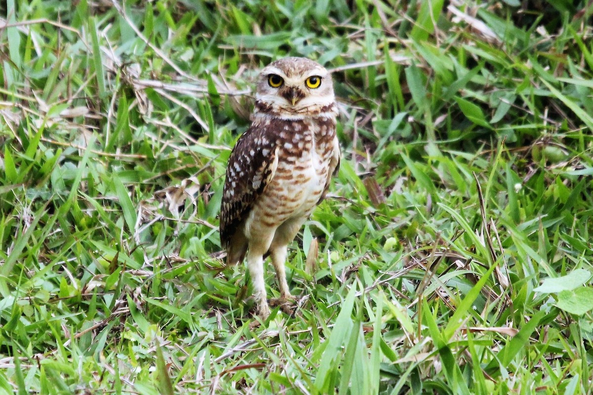 Burrowing Owl - ML381161211