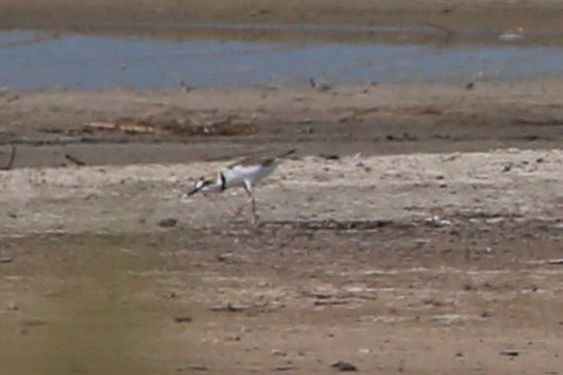 Collared Plover - ML381164891