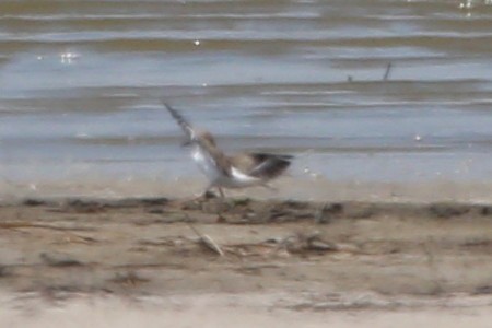 Collared Plover - ML381164961