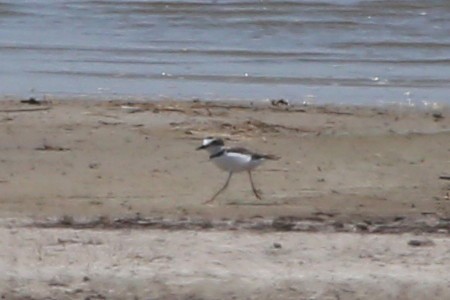 Collared Plover - ML381164991