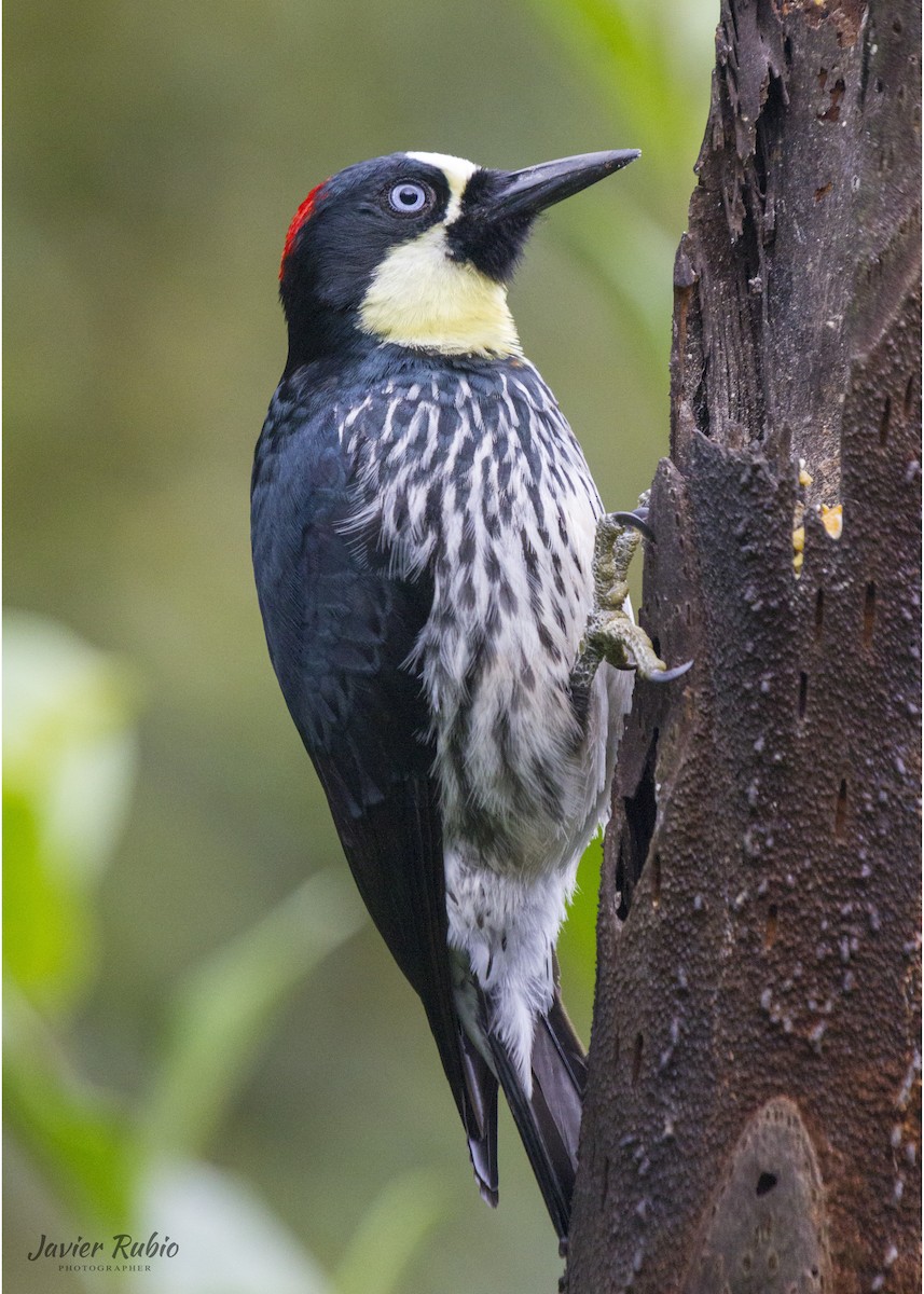 Acorn Woodpecker - ML381168221