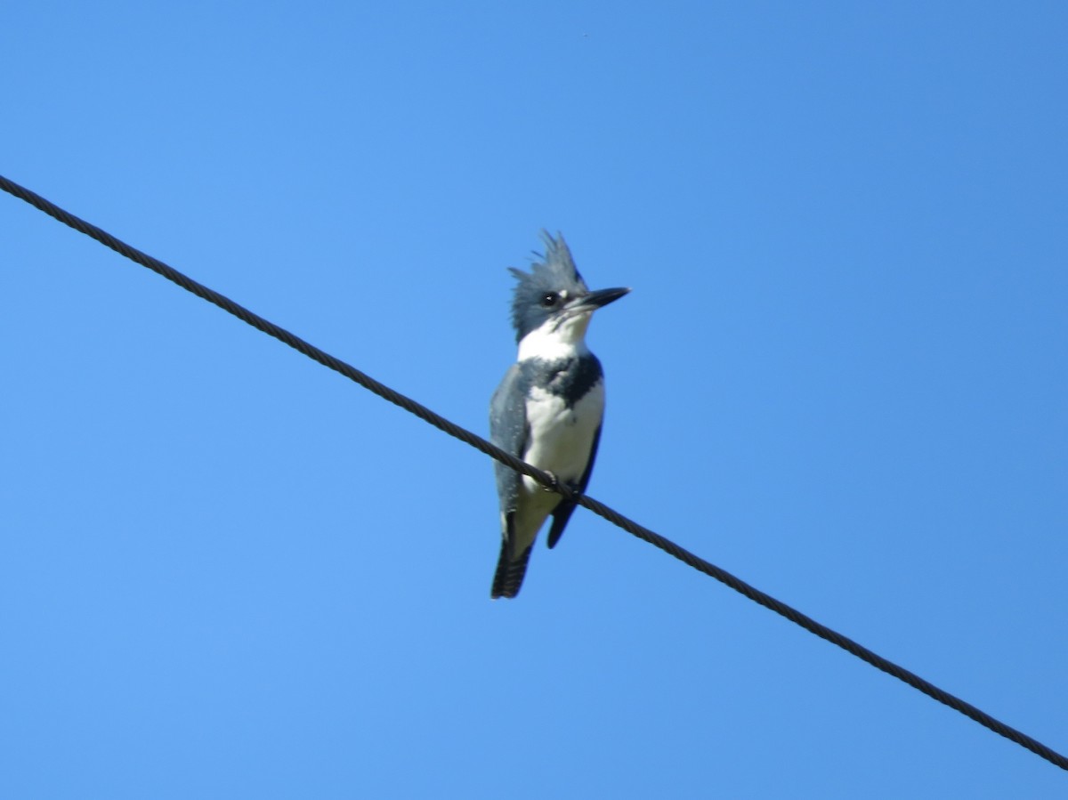 Belted Kingfisher - ML381169231
