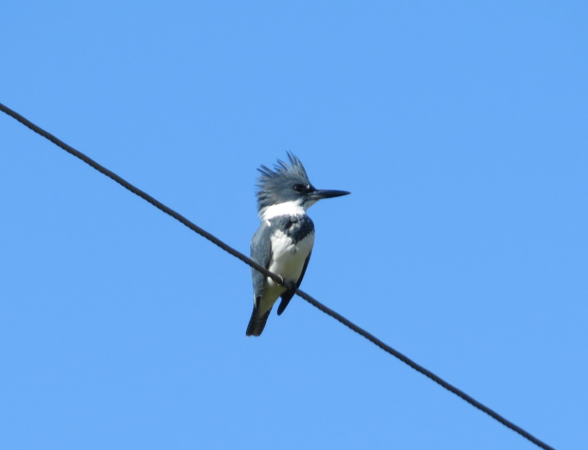 Belted Kingfisher - ML381169361