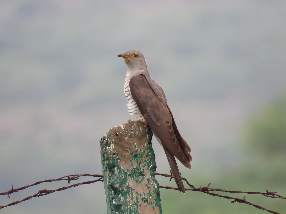 Common Cuckoo - Ritvik Singh