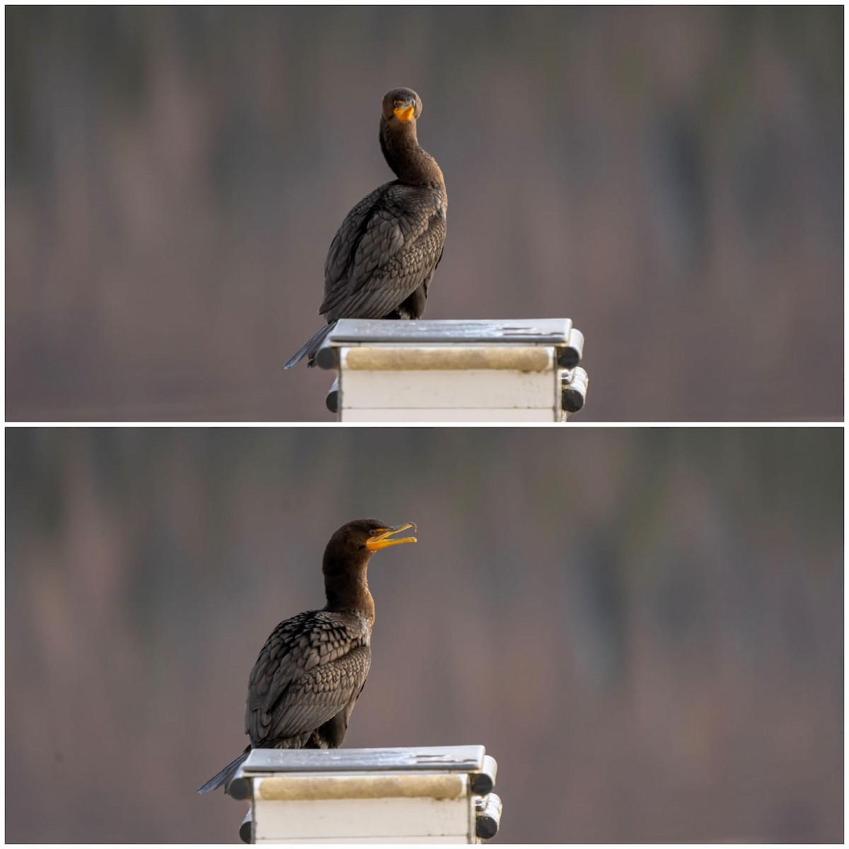 Double-crested Cormorant - Anchorage Historical Records