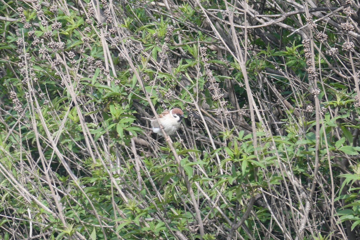 Eurasian Tree Sparrow - ML381187431